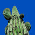 Saguaro Desert Cactus Southwest Print #1